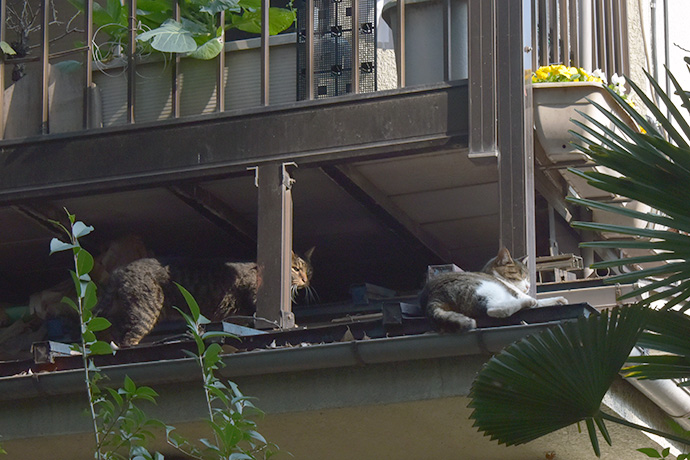 街のねこたち
