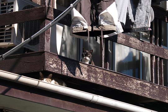 街のねこたち