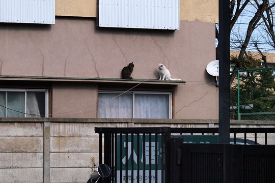 街のねこたち