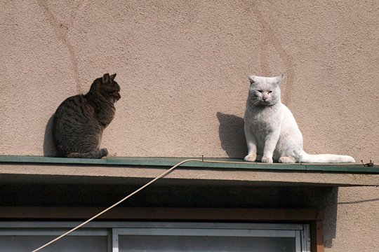 街のねこたち