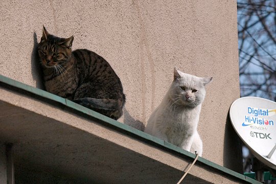街のねこたち