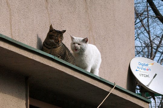 街のねこたち