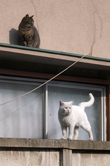 街のねこたち