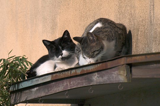街のねこたち