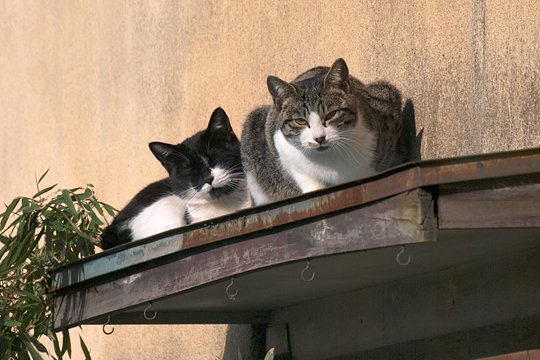 街のねこたち