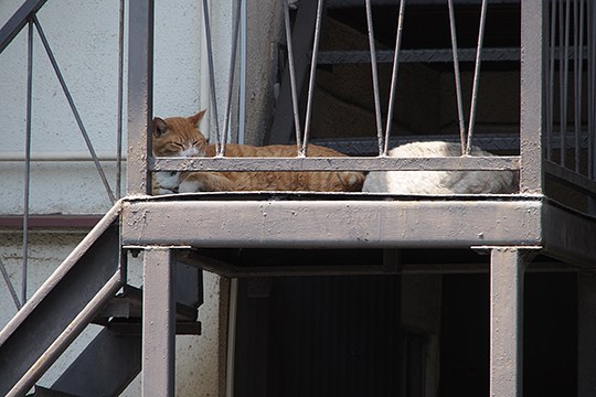 街のねこたち