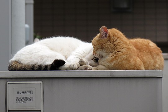 街のねこたち