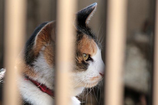 太田区のねこ