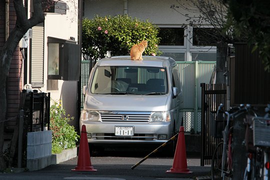 太田区のねこ