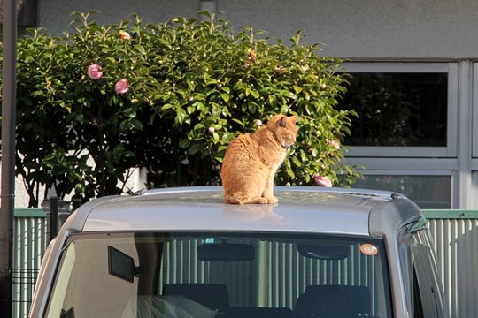 太田区のねこ