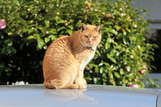 太田区のねこ