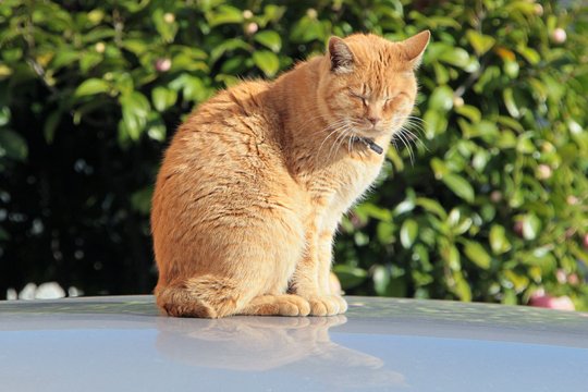 太田区のねこ