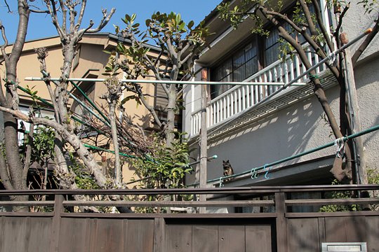 太田区のねこ