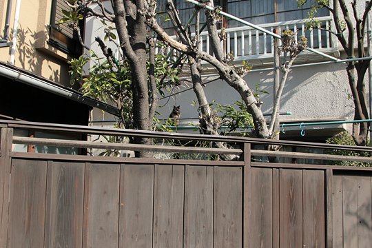 太田区のねこ