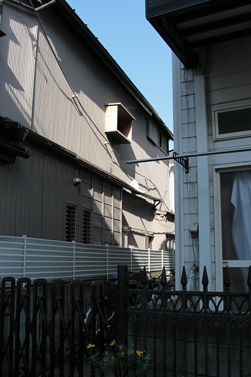太田区のねこ