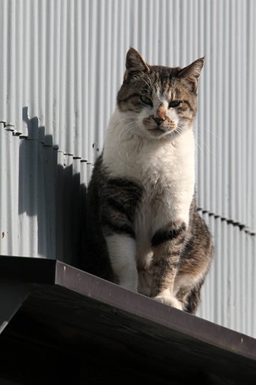 太田区のねこ