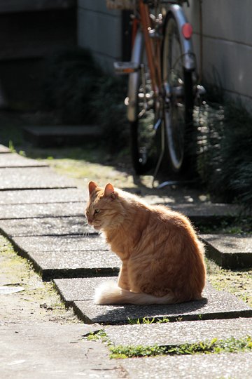 太田区のねこ