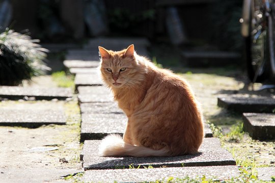 太田区のねこ