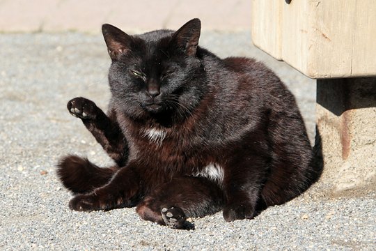 太田区のねこ