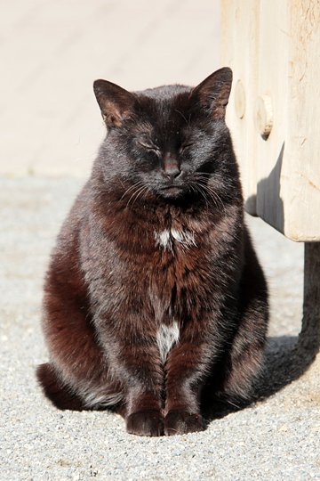 太田区のねこ