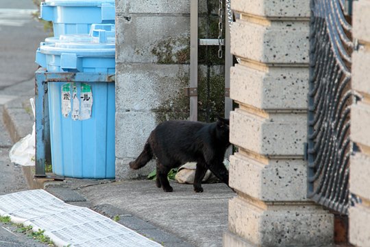 太田区のねこ