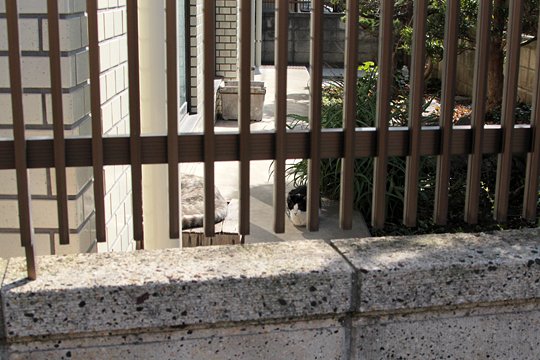 太田区のねこ