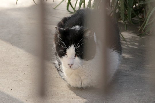 太田区のねこ