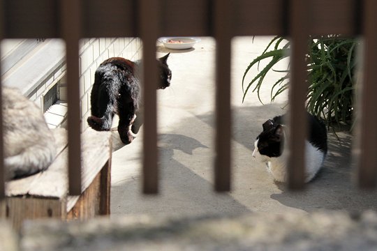 太田区のねこ