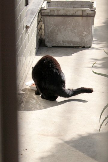 太田区のねこ