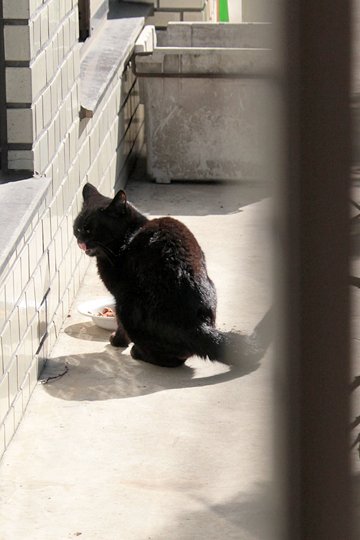 太田区のねこ