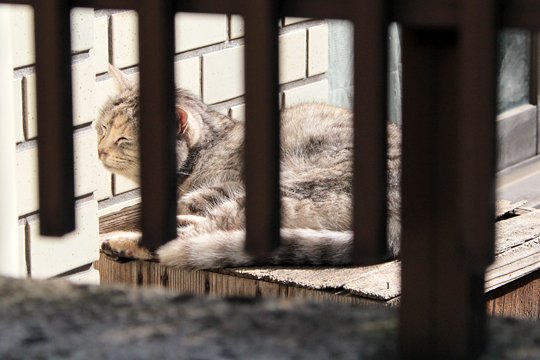 太田区のねこ