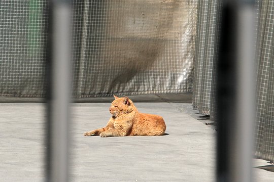 太田区のねこ
