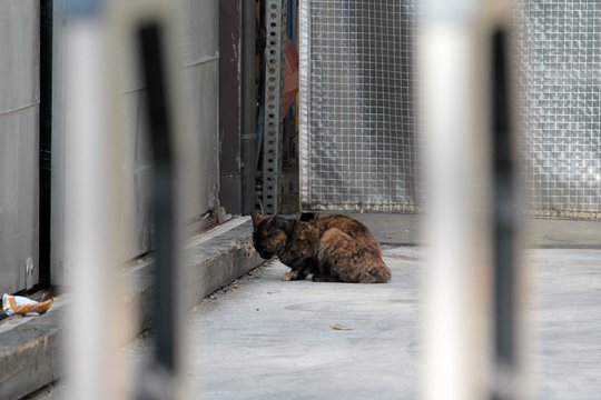 太田区のねこ