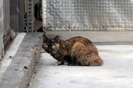 太田区のねこ