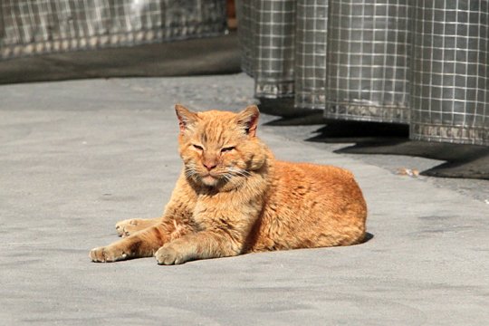 太田区のねこ