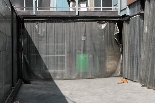 太田区のねこ