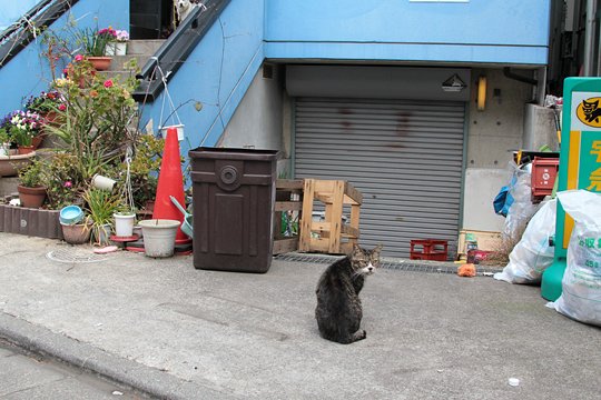 太田区のねこ