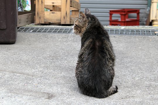 太田区のねこ