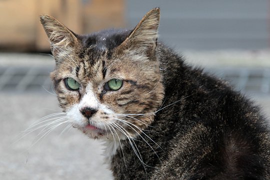 太田区のねこ