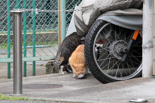 太田区のねこ