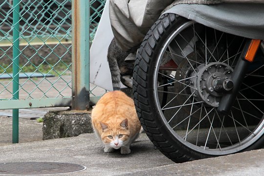太田区のねこ