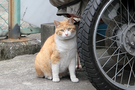 太田区のねこ
