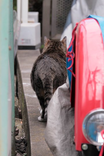 太田区のねこ