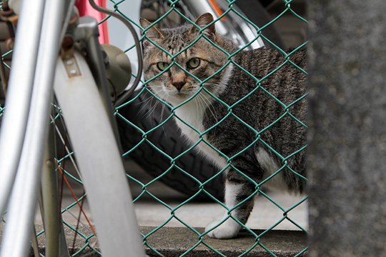 太田区のねこ