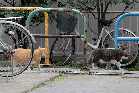 太田区のねこ
