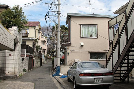 太田区のねこ