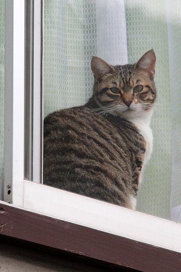 太田区のねこ