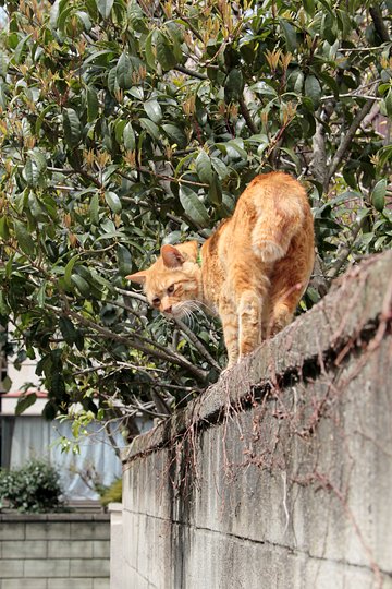 太田区のねこ