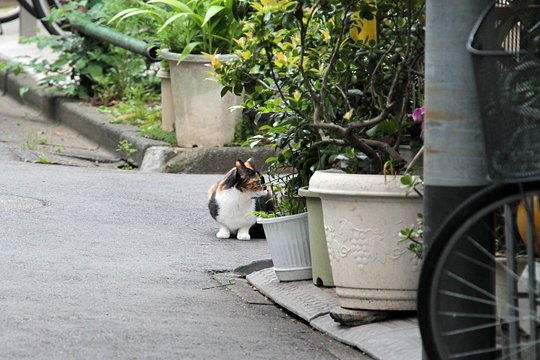 太田区のねこ