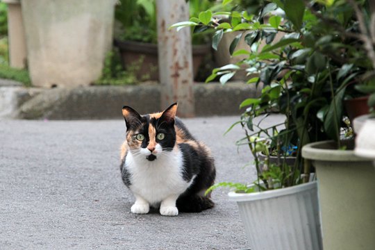 太田区のねこ